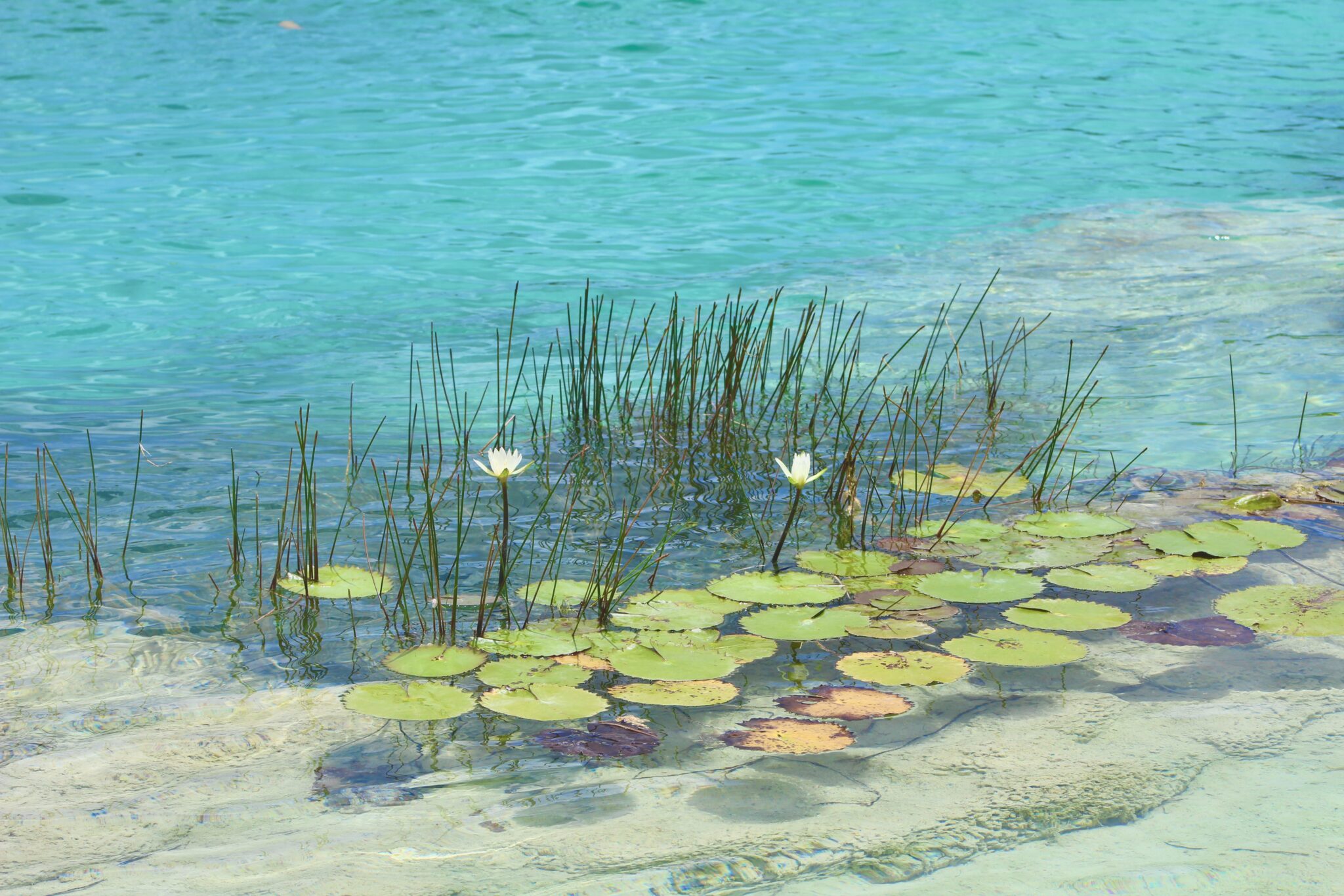 Costa Maya Discovery - los rapidos bacalar
